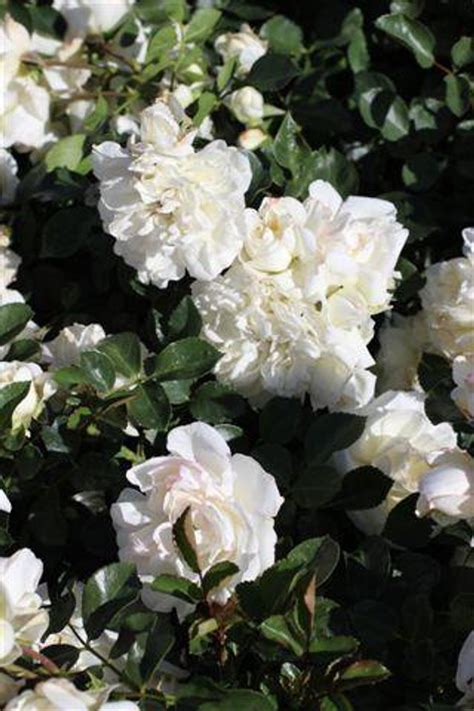 buy rosa white meidiland near me nursery